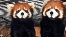 Red Panda Kissing GIF - Red Panda Kissing Sweet GIFs