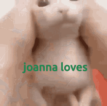 Joanna Bingus GIF - Joanna Bingus Joannalovesbingus GIFs