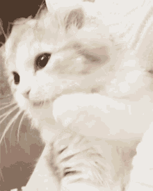 Cat Kitty GIF - Cat Kitty Lasiphra GIFs
