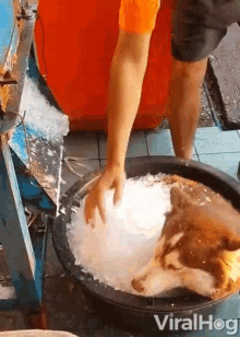 Ice Bucket Dog GIF - Ice Bucket Dog Chilling GIFs