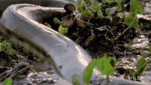 Crawling Monster Snakes GIF - Crawling Monster Snakes Reptile GIFs
