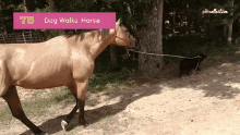 dog walks horse horse dog guide come with me