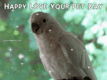 Love Your Pet Day Happy Love Your Pet Day GIF - Love Your Pet Day Happy Love Your Pet Day Parrot GIFs