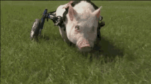 pig pigs piggy wheelchair