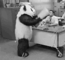 Bad Panda Dont Mess With Me GIF - Bad Panda Panda Dont Mess With Me GIFs