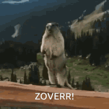 Zoverr Calling Name GIF - Zoverr Calling Name Marmot GIFs