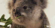 Koala Wink GIF - Koala Wink Sup Girl GIFs