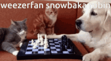 Weezerfan Snowbaka GIF - Weezerfan Snowbaka Robin GIFs