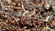 Marching Ants GIF - Marching Ants Long Live The Queen GIFs