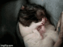 Mouse Licking GIF - Mouse Licking Foot GIFs