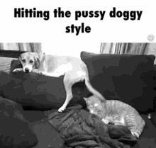 dog doggo hitting cat cute
