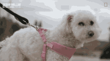 Cute Dog Cesar Millan Better Human Better Dog GIF - Cute Dog Cesar Millan Better Human Better Dog Adorable Dog GIFs