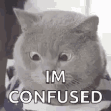 Confused Cat GIF - Confused Cat GIFs