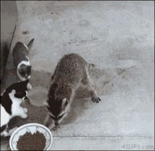 Raccoon Steal GIF - Raccoon Steal Stealing GIFs
