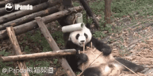 滚滚， 熊猫，吃竹子 GIF - Panda Gun Gun Bamboo GIFs