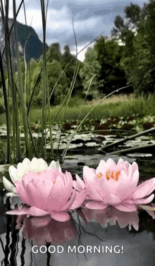 Lotus Pond GIF - Lotus Pond Good Morning GIFs