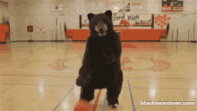 bear blackbeardiner