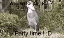 Shoebill Weewoo GIF - Shoebill Weewoo Party GIFs