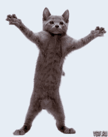 Dancing Cat Kitten Dancing Grey Cat GIF - Dancing Cat Kitten Dancing Grey Cat GIFs