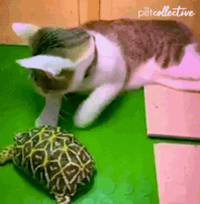 Smelling The Turtle The Pet Collective GIF - Smelling The Turtle The Pet Collective Sniff GIFs