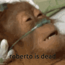Roberto Is Pooped On GIF - Roberto Is Pooped On GIFs