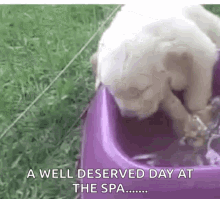 day at the spa spa day puppy spa puppy puppies