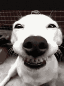 Gimmy Kiss Dog GIF - Gimmy Kiss Dog Smile GIFs