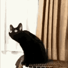 Koollua Cat GIF - Koollua Cat GIFs
