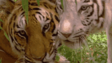 Tigers Rubbing Heads Global Tiger Day See Why These Cats Earned Their Stripes GIF - Tigers Rubbing Heads Global Tiger Day See Why These Cats Earned Their Stripes Nat Geo Wild GIFs