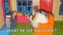 hamster tv