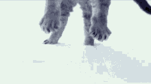 Cat Falling In Snow Slow Motion GIF - Cat Falling Falling Into Snow GIFs