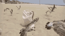 Scaring Seagulls GIF - Seagulls Scare Olga Kay GIFs