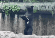 Shirokumaroko Bear GIF - Shirokumaroko Bear Knun Chucks GIFs