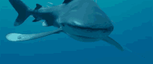 great white shark staring looking eyeing shark