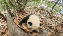 Playing 360baby Pandas GIF - Playing 360baby Pandas Having Fun GIFs