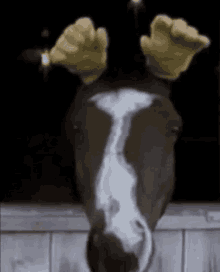 Funny Horse GIF - Funny Horse Ears GIFs