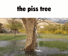 Piss Tree GIF - Piss Tree Piss Tree GIFs