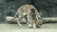 tiger cub pick up