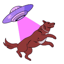 alien space ovni dog pet