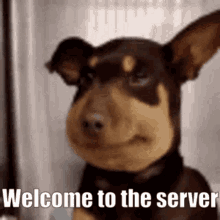 Welcome To The Server Le Server GIF - Welcome To The Server Le Server Welcome To GIFs