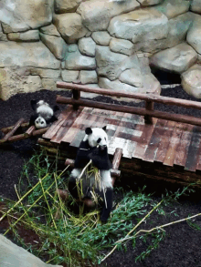 Panda Eating GIF - Panda Eating Bamboo GIFs