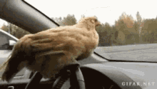chicken driving looking