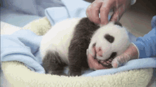 Baby Panda Petting GIF - Baby Panda Petting Tired GIFs