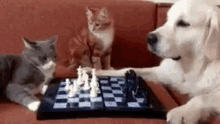 Cats Dogs GIF - Cats Dogs Playing Chess GIFs