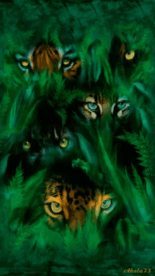 tigers watching eyes fantasy
