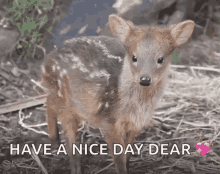 Have A Nice Day Deer GIF - Have A Nice Day Deer GIFs