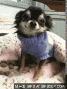 Chihuahua Smile GIF - Chihuahua Smile Dog GIFs