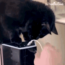 Cat The Pet Collective GIF - Cat The Pet Collective Unplug GIFs