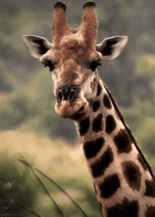 Giraffe Chewing GIF - Giraffe Chewing Eating GIFs