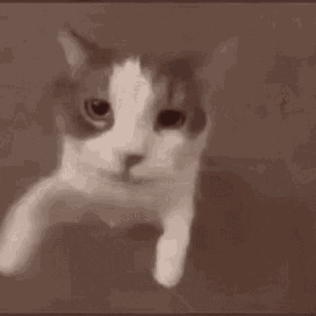 tenor.gif